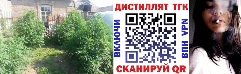 Купить где  Питкяранта  ТГК THC oil 